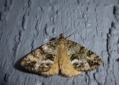 Pseudocoremia lactiflua