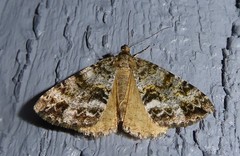 Pseudocoremia lactiflua