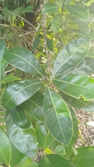 Planchonella obovata