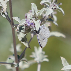 Celastrina echo cinerea