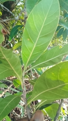 Planchonella obovata