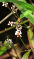 Episyrphus viridaureus