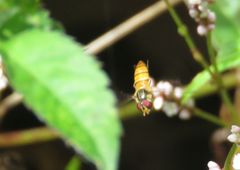 Episyrphus viridaureus