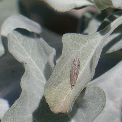 Amphigonalia severini