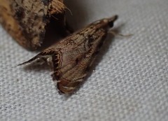 Glaucocharis dilatella