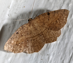 Planolocha obliquata