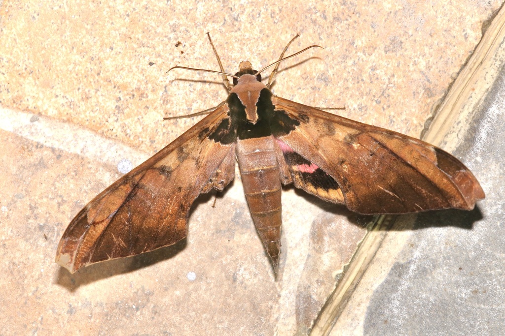 Adhemarius ypsilon