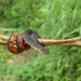 Linne's Dwarf Snake - Photo (c) Joshua Timothy, some rights reserved (CC BY-NC), uploaded by Joshua Timothy