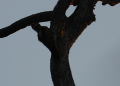 Chrysocolaptes festivus