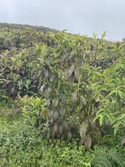 Miconia robinsoniana
