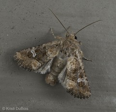 Lacinipolia stricta