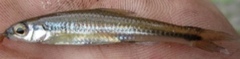 Notropis petersoni