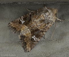 Lacinipolia stricta