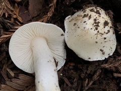 Hygrophorus subaustraligus