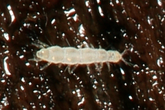 Pauropoda