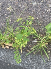 Euphorbia lasiocarpa