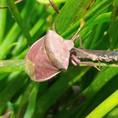 Basicryptus costalis