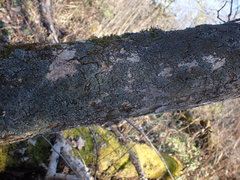 Phaeophyscia squarrosa