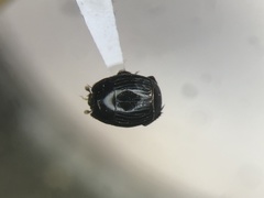 Margarinotus lecontei