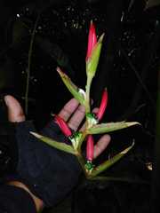 Heliconia metallica