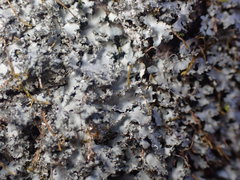 Phaeophyscia squarrosa