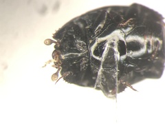 Margarinotus lecontei