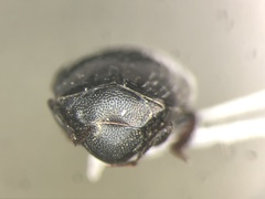 Margarinotus lecontei