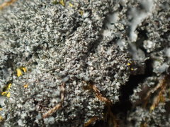 Phaeophyscia squarrosa