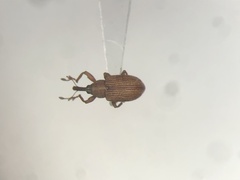 Pseudanthonomus validus