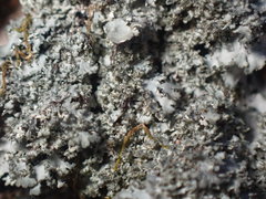 Phaeophyscia squarrosa