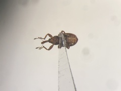 Pseudanthonomus validus