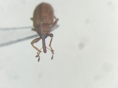 Pseudanthonomus validus