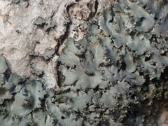 Phaeophyscia squarrosa