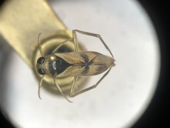 Notonecta insulata