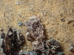 Phaeophyscia squarrosa