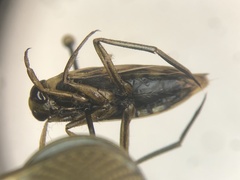 Notonecta insulata