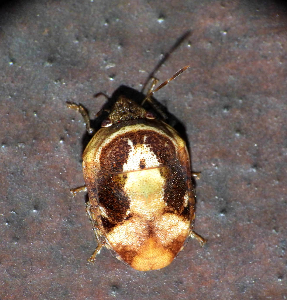 Symphylus