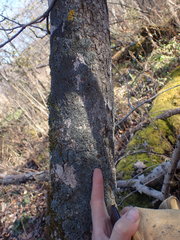 Phaeophyscia squarrosa