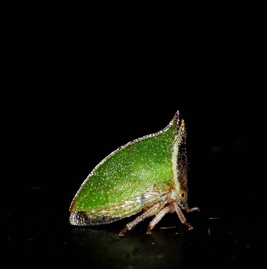 Amastris exaltata
