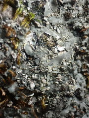 Phaeophyscia squarrosa