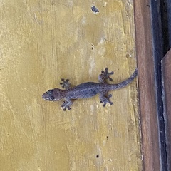 Gehyra mutilata