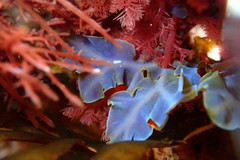 Dictyopteris undulata