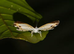 Thenpea penthea