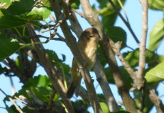Sporophila ruficollis