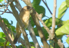 Sporophila ruficollis