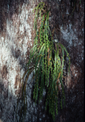 Psilotum complanatum