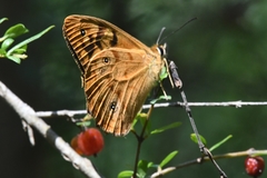 Heteronympha paradelpha