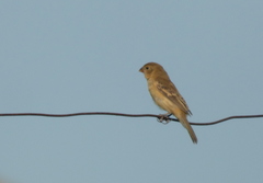 Sporophila ruficollis