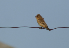 Sporophila ruficollis