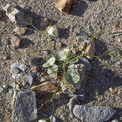 Eriogonum deflexum deflexum